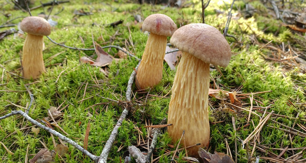 Золотистый боровик