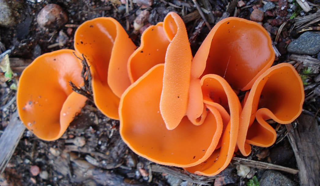 Гриб «Алеврия оранжевая»