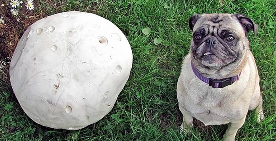 Гриб «Головач»