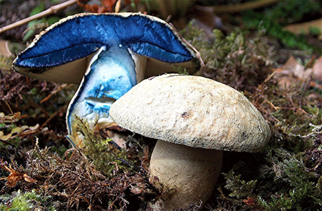Гриб «Синяки»