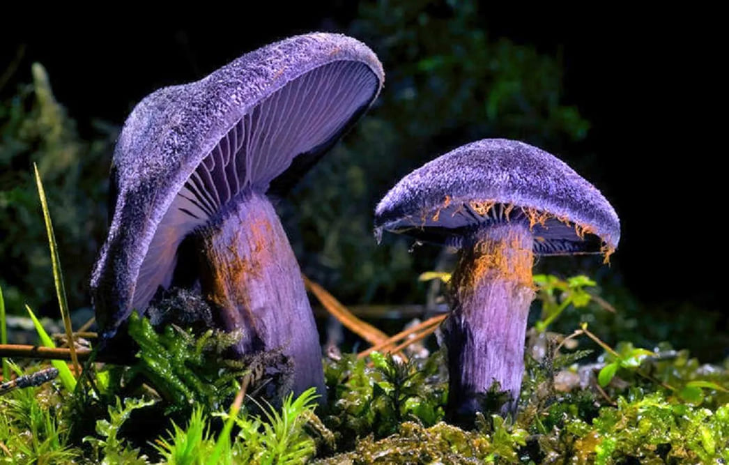 Гриб «Паутинник фиолетовый»