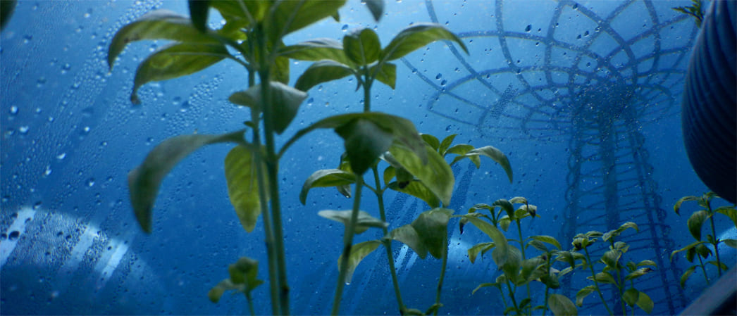Подводная ферма Nemo's Garden