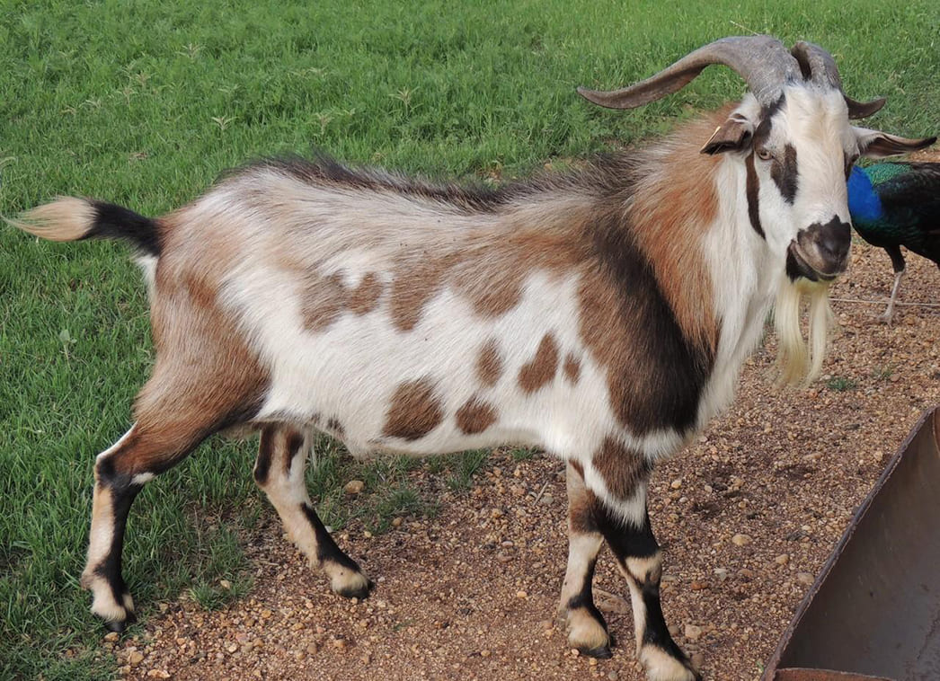 Порода коз Кико