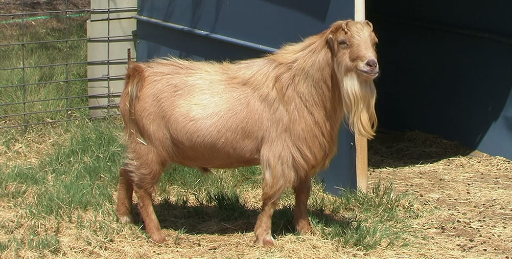 Порода коз Ла-Манча