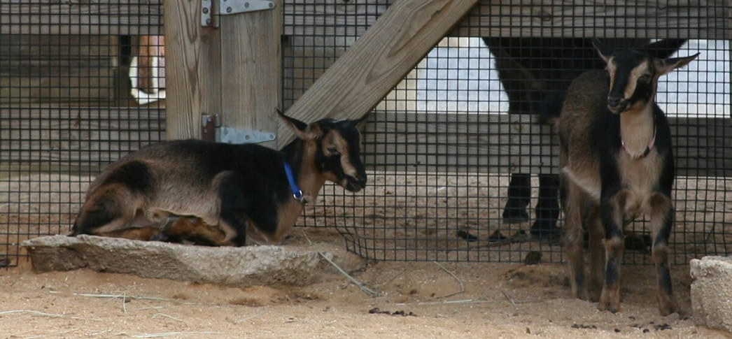 Порода коз Сан-клементская