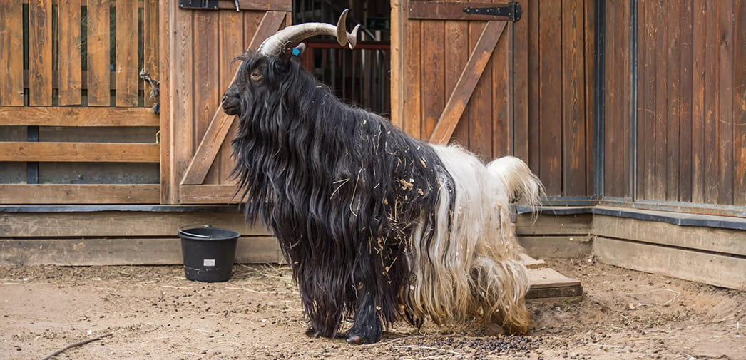 Порода коз Валийская черная