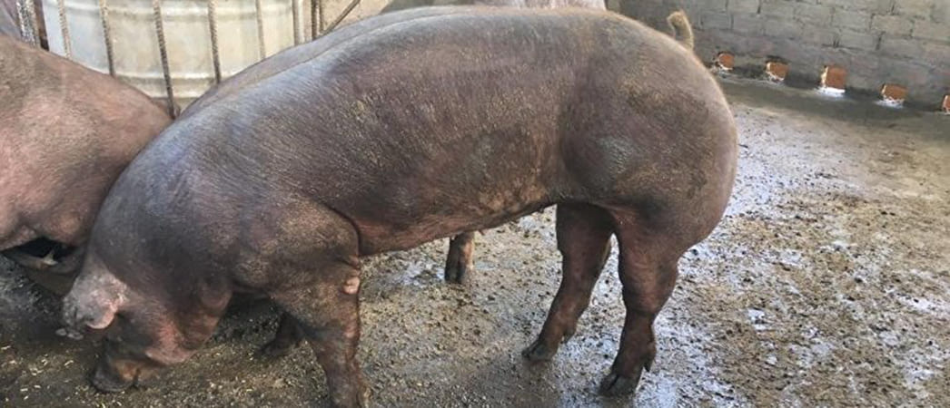 Свиноферма Duroc Cambodia в Камбодже