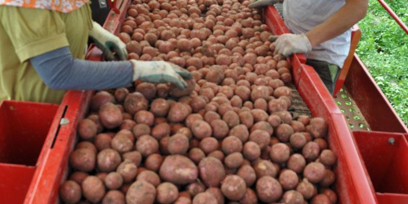 Фото Grimme SE 140