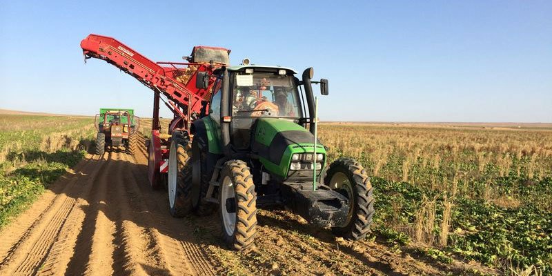 Фото Grimme Rootster 604