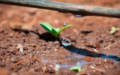 Фото Системы капельного полива