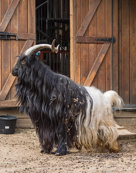 ТОП-5 необычных и редких пород коз, которые привлекают внимание специалистов