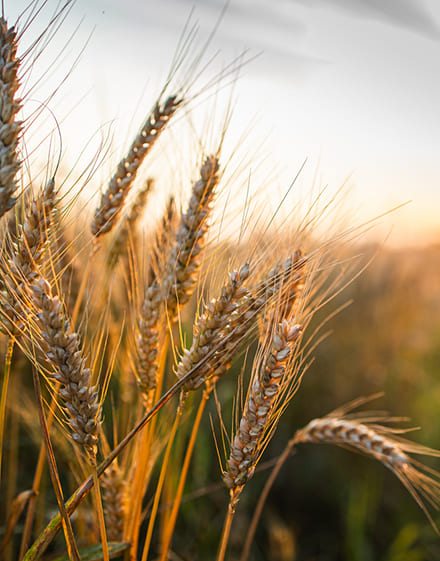 Сорт пшеницы, устойчивый к тле-переносчику вируса карликовости