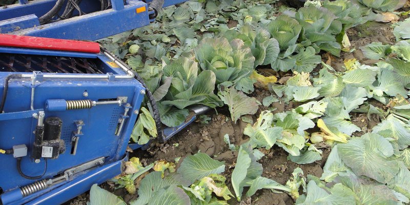 Фото Полунавесной капустоуборочный комбайн Asa-Lift TK