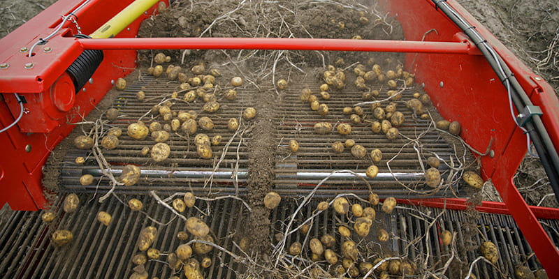 Фото Картофелекопатель Grimme WH 200