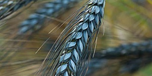 Выращивание и семеноводство черной пшеницы в уезде Гуантао